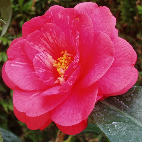 Unlocking the Occult Secrets of Camellia Japonica